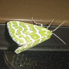 Argyrographa moderata