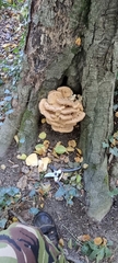 Bondarzewia berkeleyi