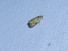 Olethreutes furfuranum