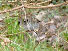 Microspingus melanoleucus