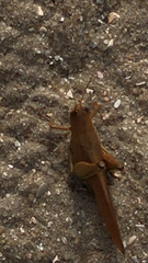 Cyrtacanthacridini