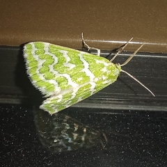 Argyrographa moderata