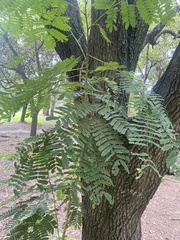 Tamarindus indica
