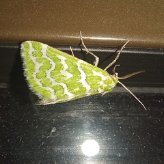 Argyrographa moderata