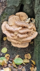 Bondarzewia berkeleyi