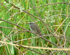 Serpophaga nigricans