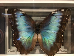 Morpho