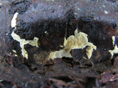 Perenniporia tenuis