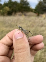 Phoetaliotes nebrascensis