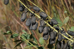 Baptisia alba