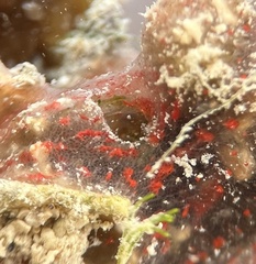 Mycale microsigmatosa