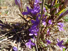 Gentianella germanica
