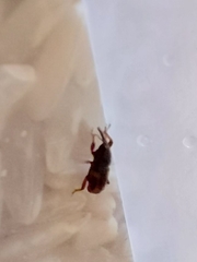 Sitophilus