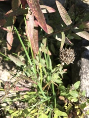Allium schoenoprasum