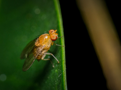 Neogriphoneura sordida