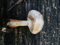 Leucoagaricus pilatianus
