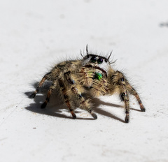 Phidippus otiosus