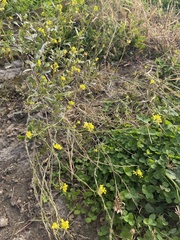 Sisymbrium officinale