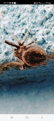 Larinioides ixobolus