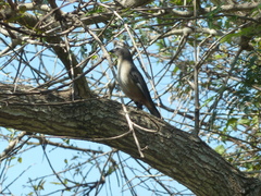 Saltator coerulescens
