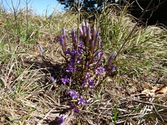 Gentianella germanica