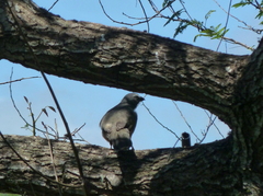 Saltator coerulescens