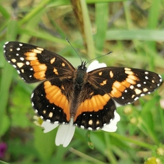 Chlosyne lacinia adjutrix