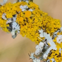 Xanthomendoza hasseana