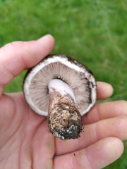 Russula nigricans