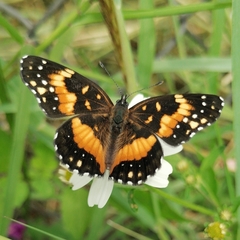 Chlosyne lacinia adjutrix