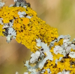 Xanthomendoza hasseana