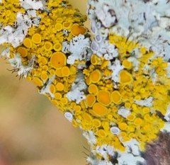 Xanthomendoza hasseana