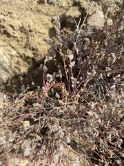 Euphorbia melanadenia