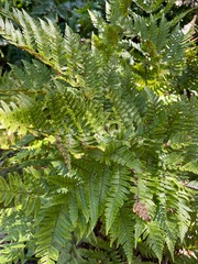 Dryopteris erythrosora