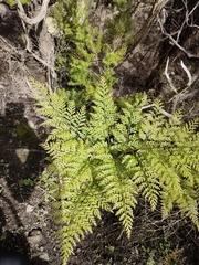 Davallia canariensis