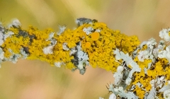 Xanthomendoza hasseana