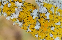 Xanthomendoza hasseana