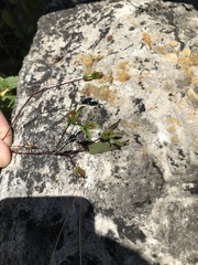 Bidens discoidea