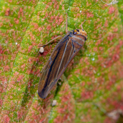 Idiodonus kennicotti