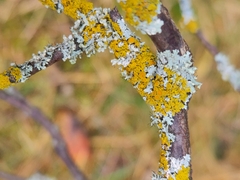 Xanthomendoza hasseana