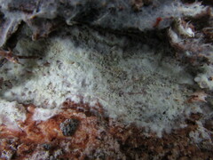 Tomentellopsis echinospora