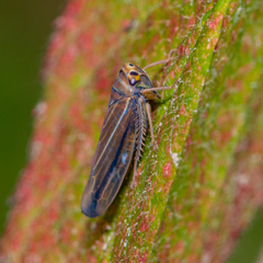 Idiodonus kennicotti