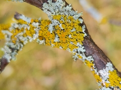 Xanthomendoza hasseana
