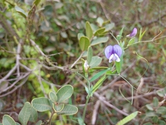 Lathyrus berteroanus