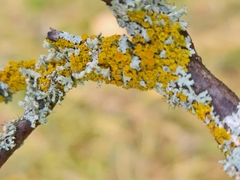 Xanthomendoza hasseana