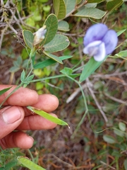 Lathyrus berteroanus