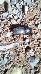 Plocamostethus planiusculus