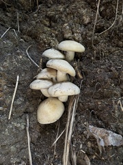 Lyophyllum