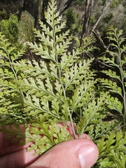 Davallia canariensis