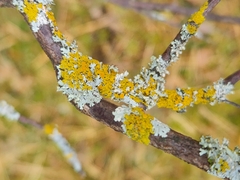 Xanthomendoza hasseana